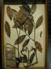 historical herbarium sample